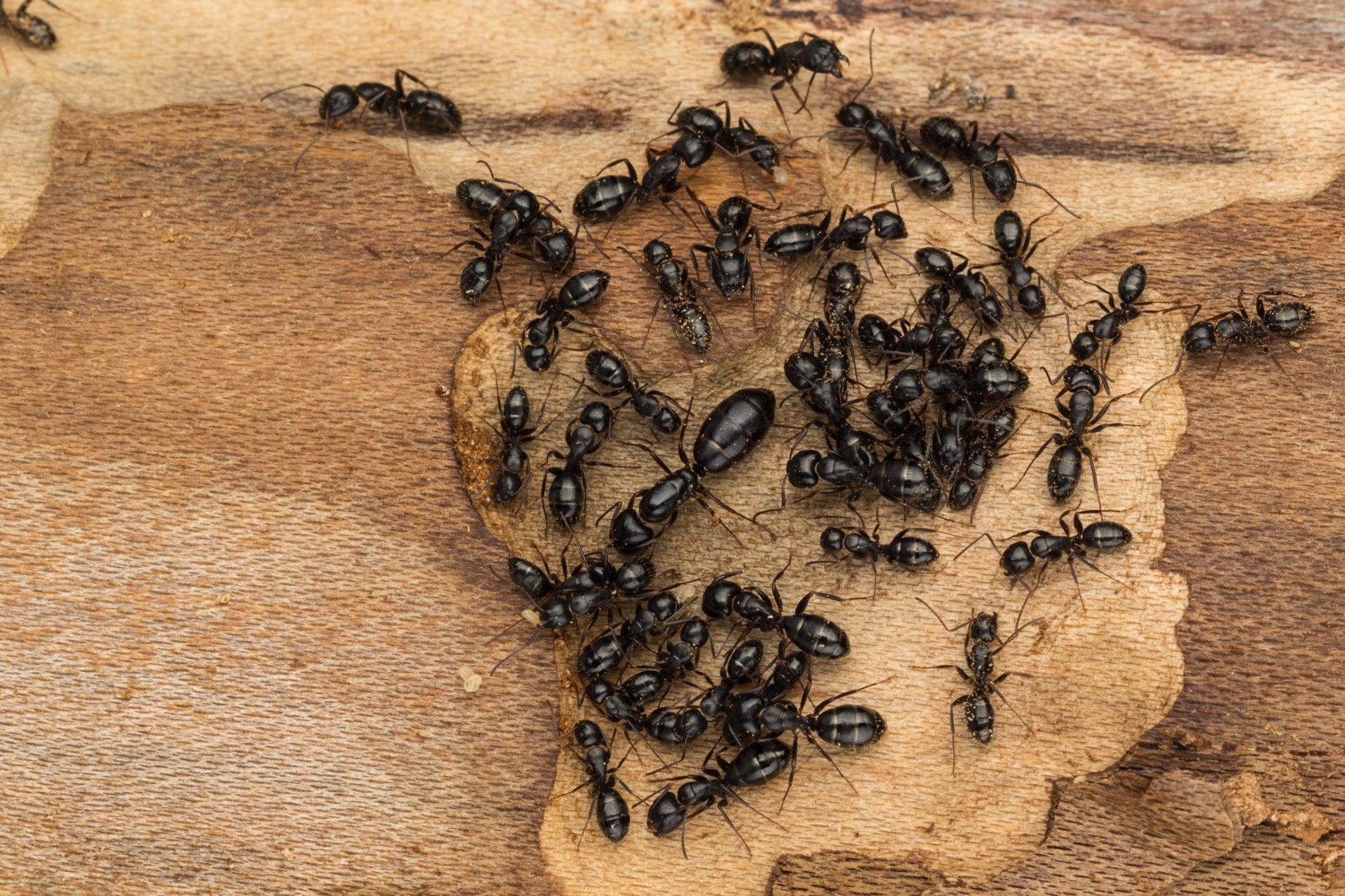 Nuisance No More Carpenter Ant Control & Removal in Buffalo, NY