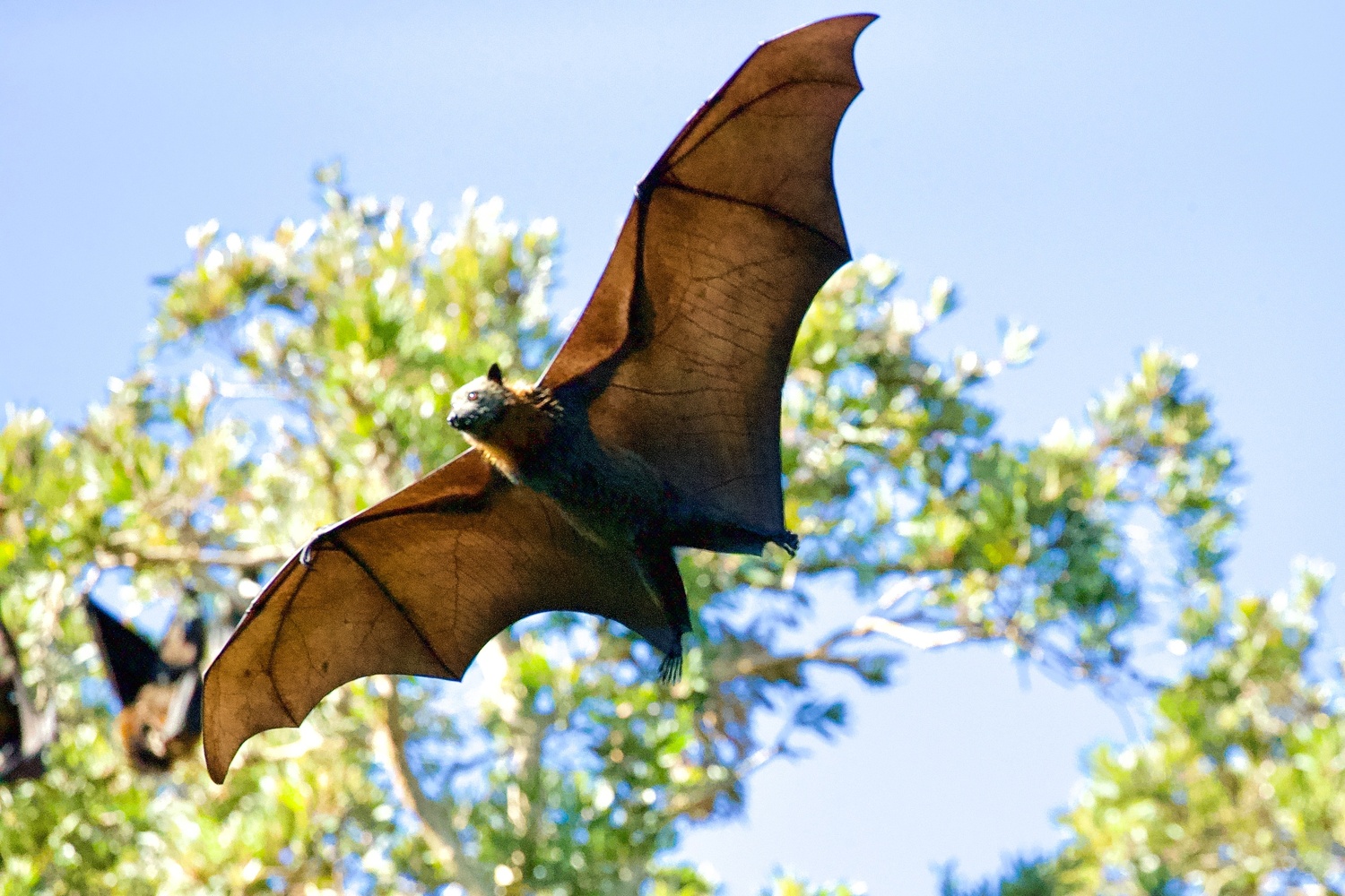 Orchard Park, NY Bat Control & Removal