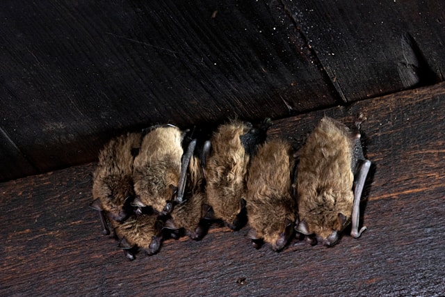 bat control and removal in Fredonia, NY