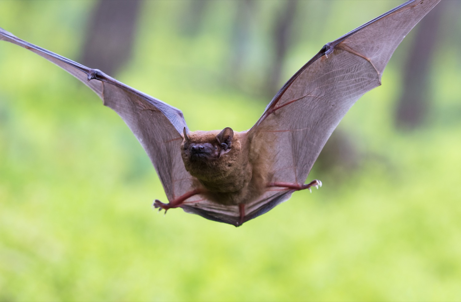 Buffalo, NY Bat Control & Removal