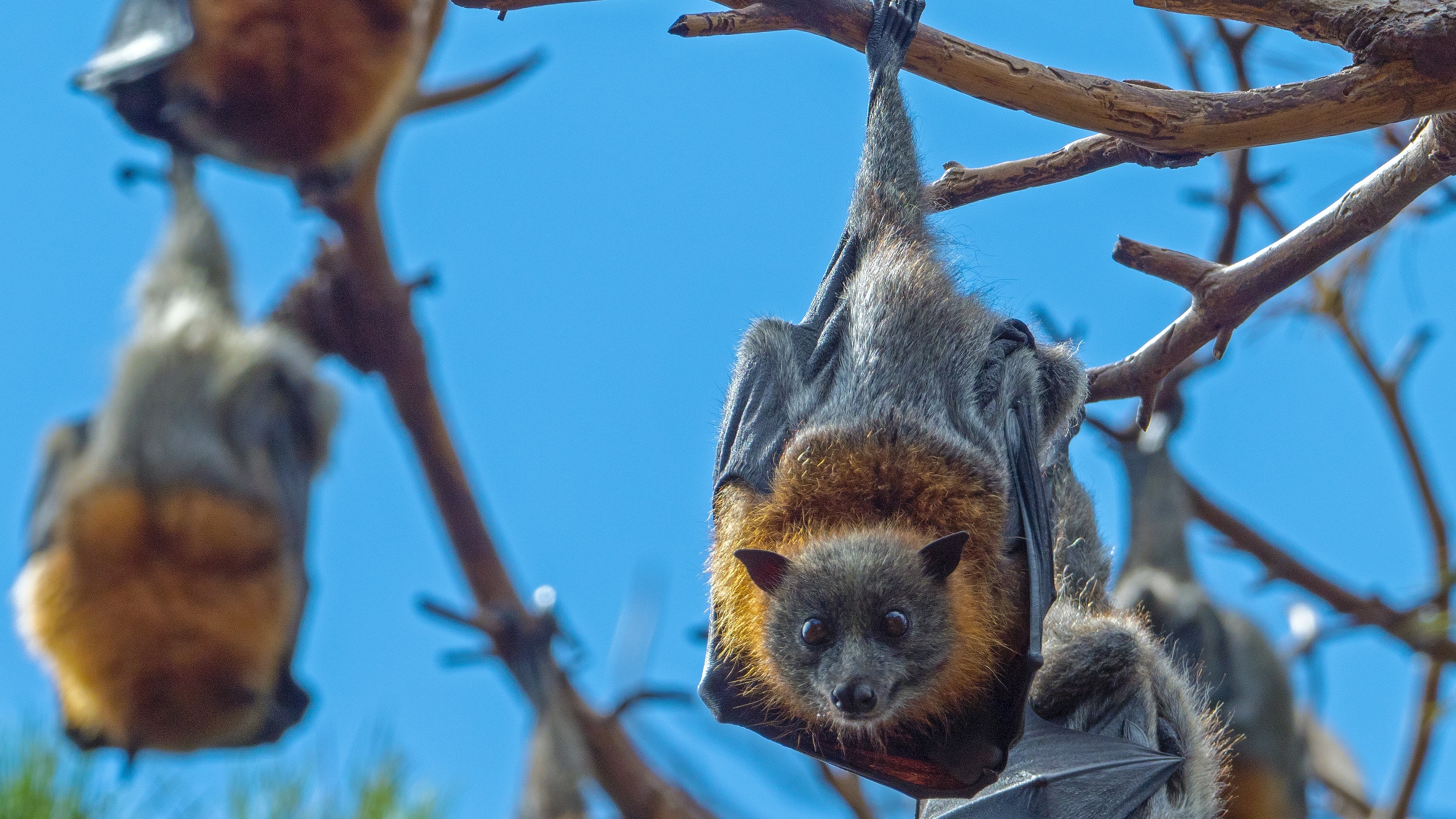 Jamestown, NY Bat Control & Removal