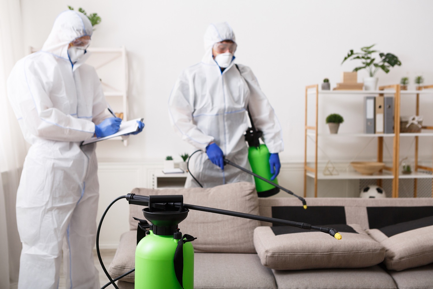 pest home inspections