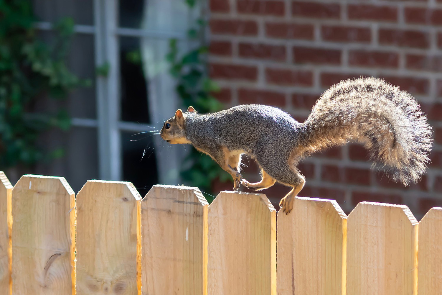 Fredonia, NY Rodent Control & Removal