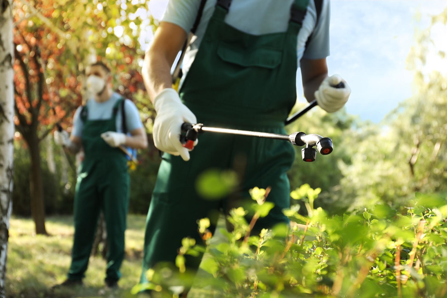 Pest Control in Jamestown, NY