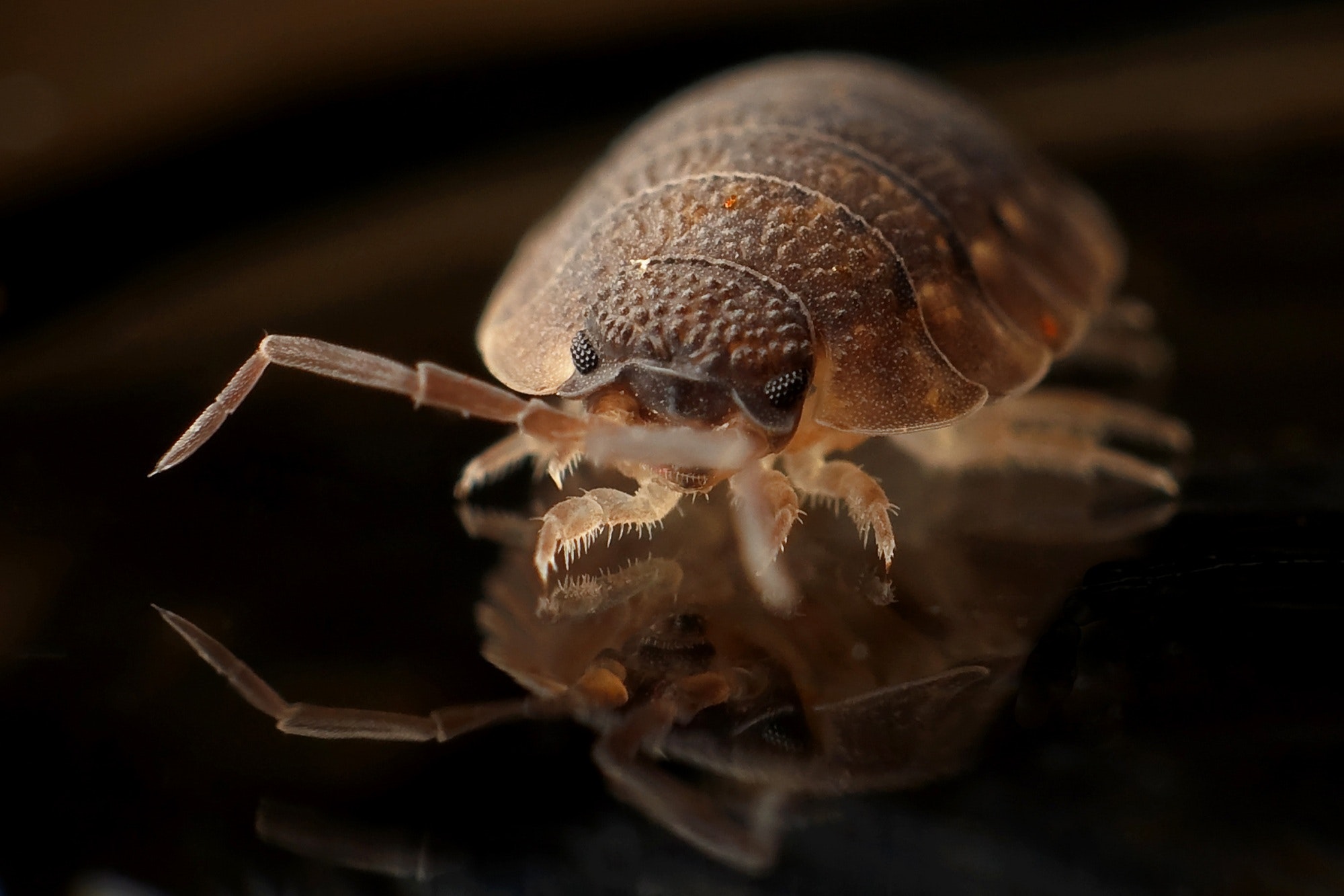 Jamestown, NY Bed Bug Control & Removal