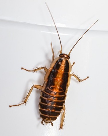 cockroach exterminator & pest control in Orchard Park, NY