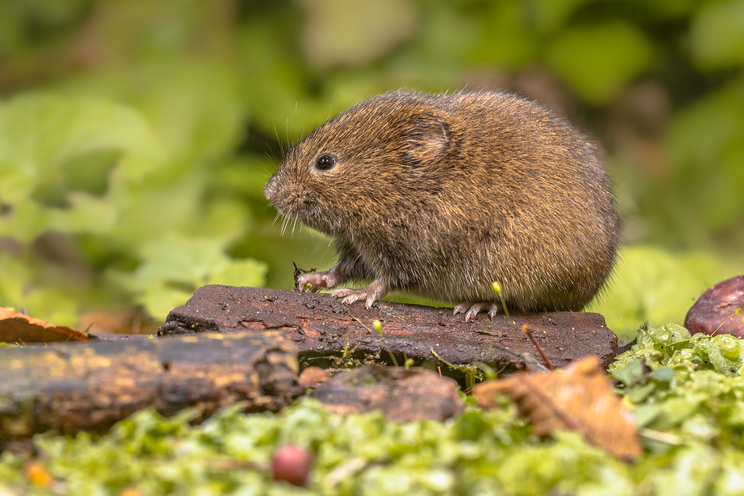 Expert vole removal in Buffalo, NY