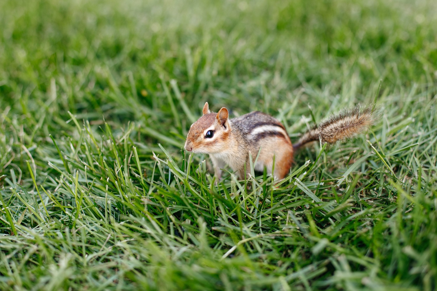 Chipmunk exclusion in Buffalo, NY