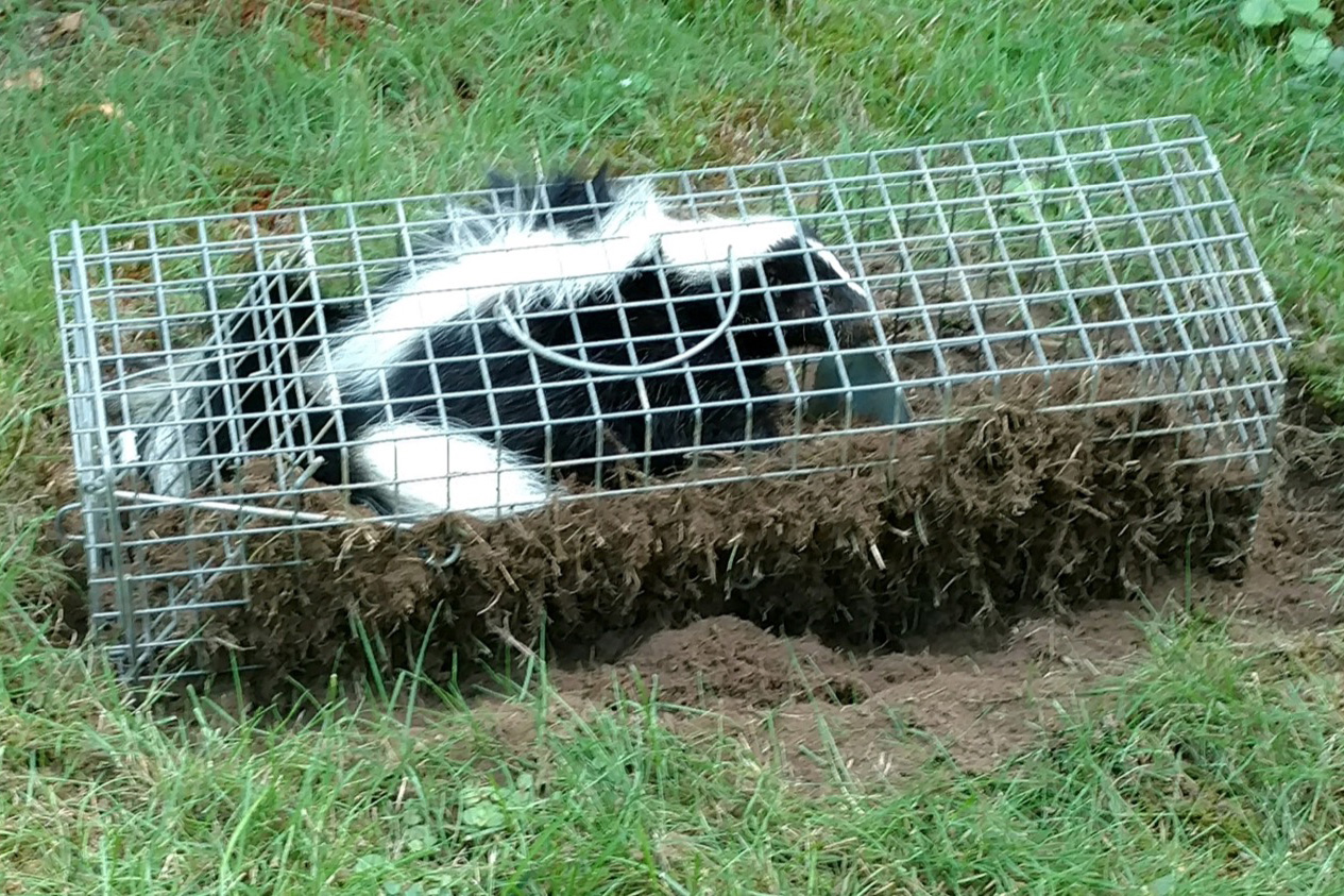 Expert wildlife control services in Buffalo, NY by Nuisance No More