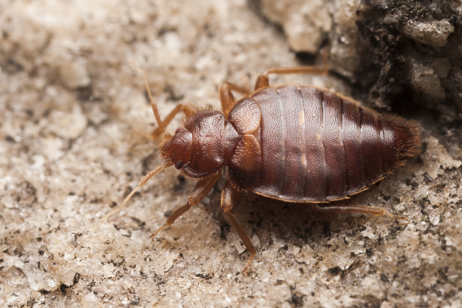 Expert bed bug extermination services in Fredonia, NY