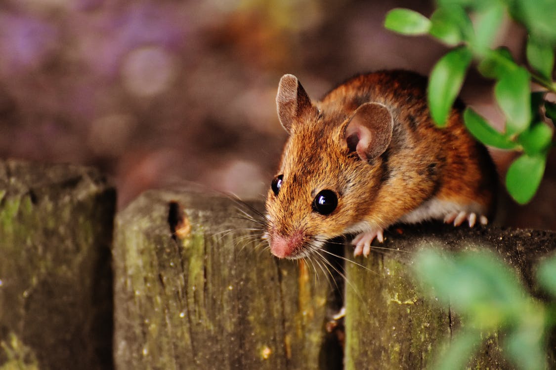 Effective mouse and rat control in Buffalo, NY