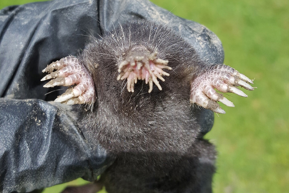 Mole control and exclusion in Buffalo, NY