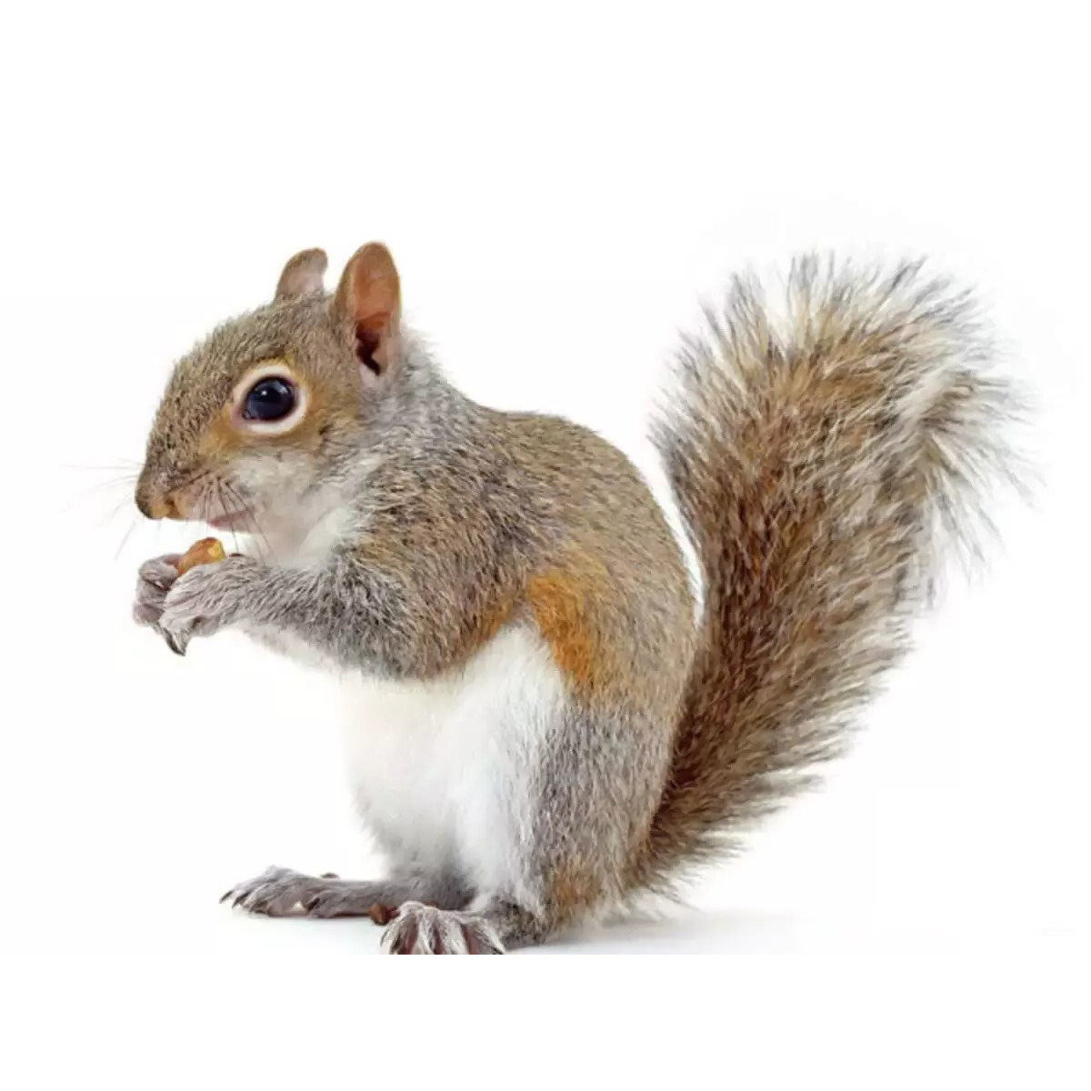 Expert Squirrel Removal Services in Buffalo, NY - Nuisance No More